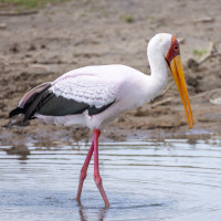 Yellow-billed Stork